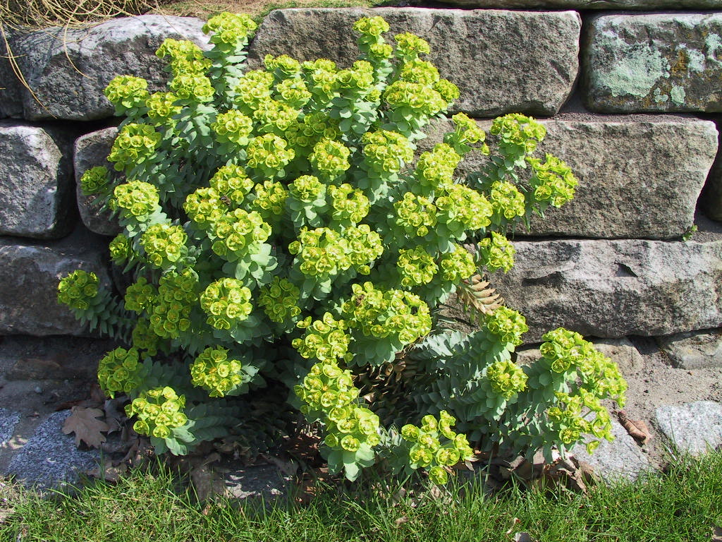 Euphorbia myrsinites - Sol Mauer.jpg